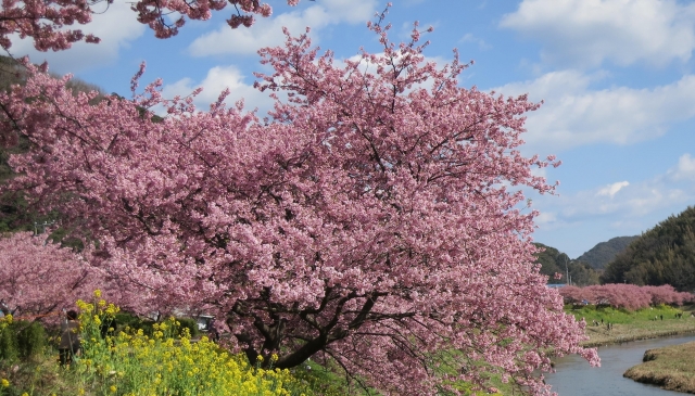河津の桜
