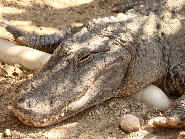 熱川バナナワニ園