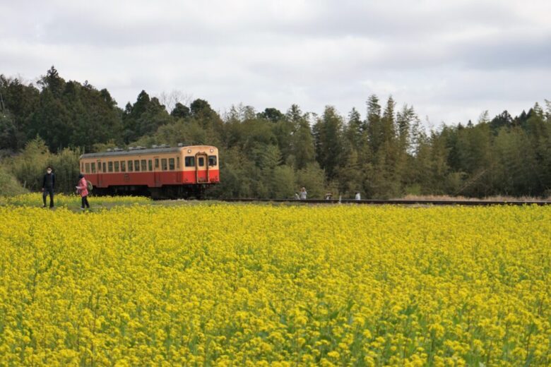 小湊鉄道 菜の花撮影スポット 石神