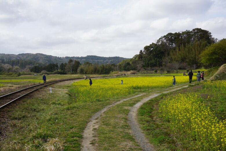 小湊鉄道 菜の花撮影スポット