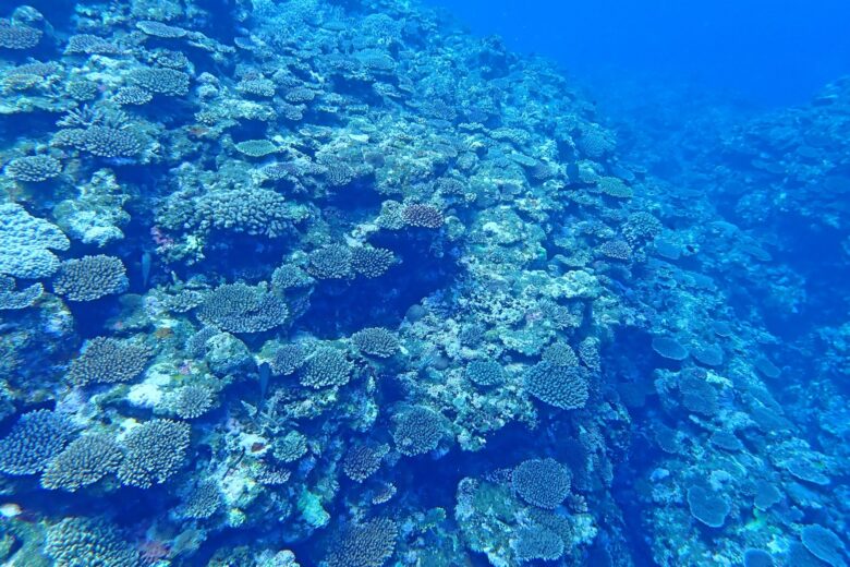 石垣島　サンゴ礁