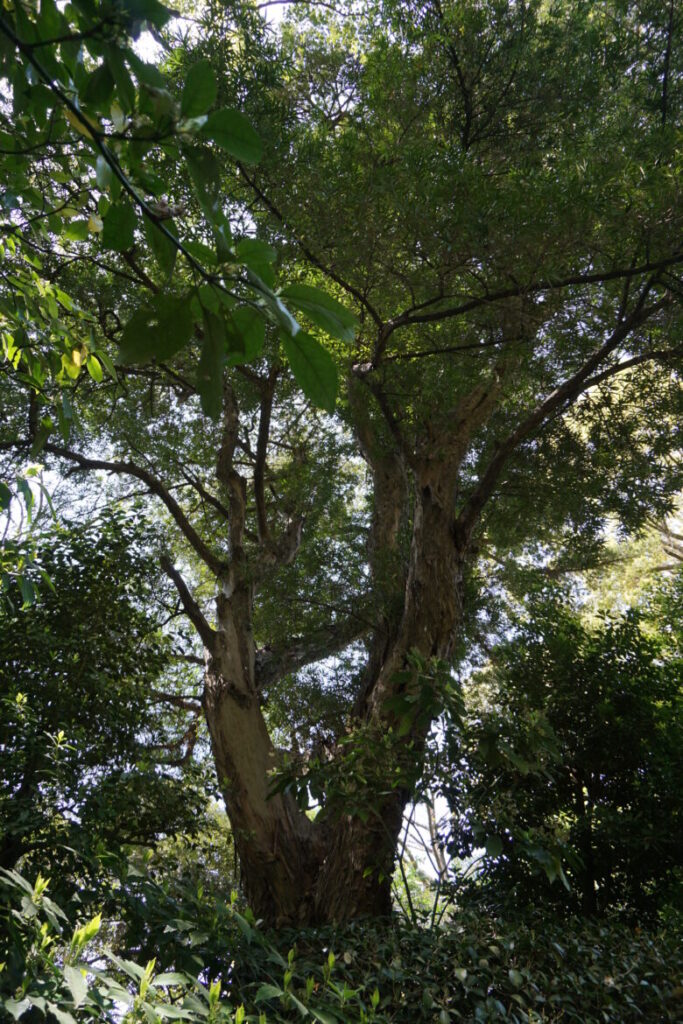 近江彦根藩井伊家の大名屋敷（中屋敷）にあったイヌマキの木