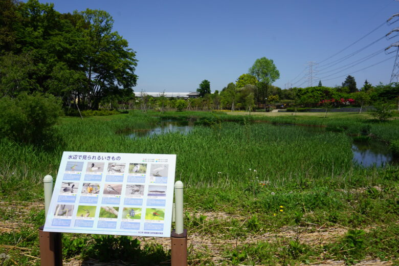 イイナパーク川口（赤山歴史自然公園）　湿地帯